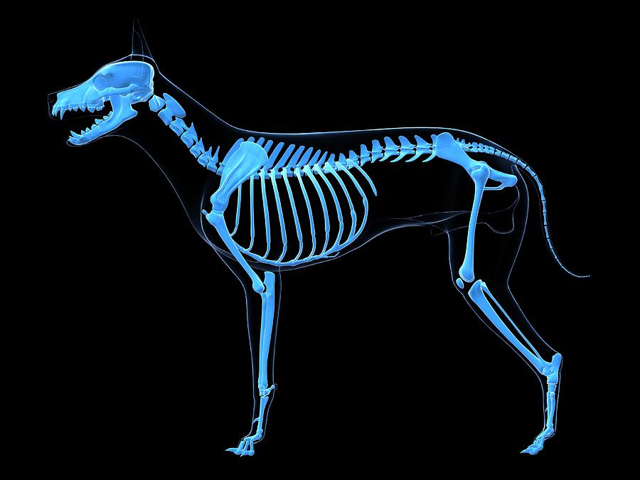 Dog skeleton, artwork Drawing by Sciepro
