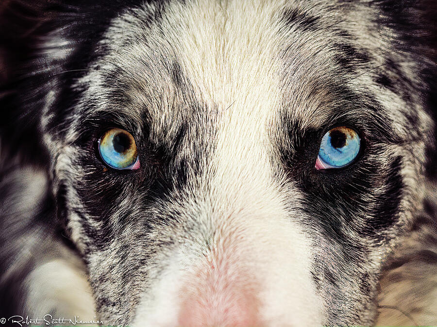 Dog - Skylar Photograph by Robert Niemeier Dog - Skylar Photograph by Robert Niemeier