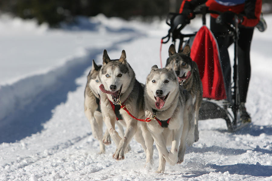 Dog sled competition Photograph by S5iztok