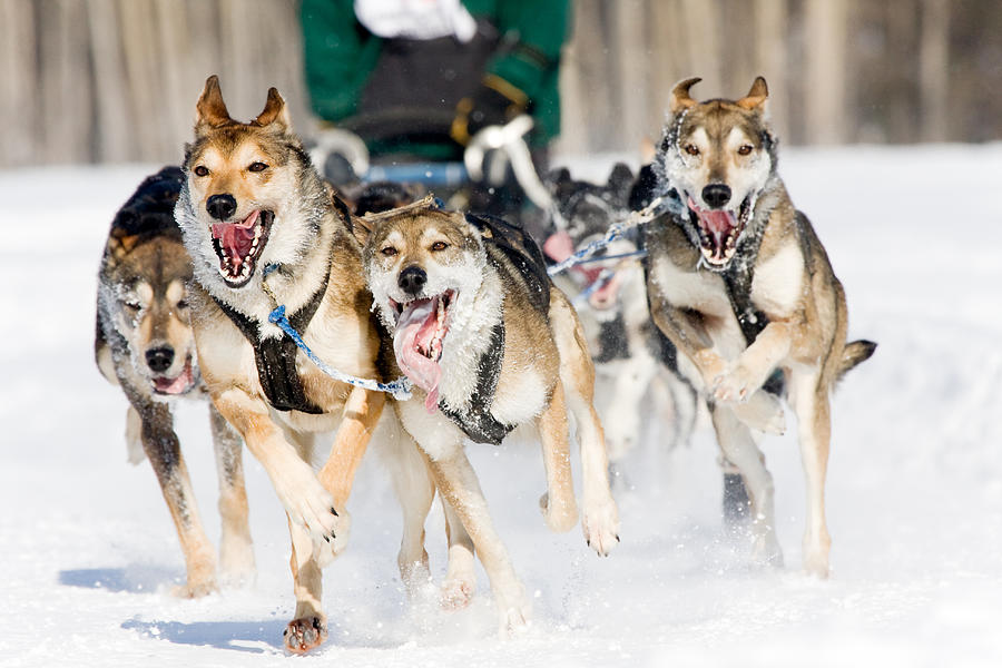 Dog Sled Racing Photograph by Cgering