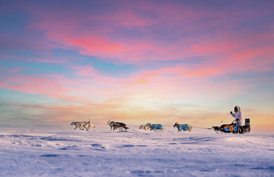 Dog Sled Team at Sunset Photograph by Scott Slone