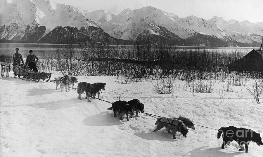 DOG SLED TEAM, c1900-1930 Photograph by Granger