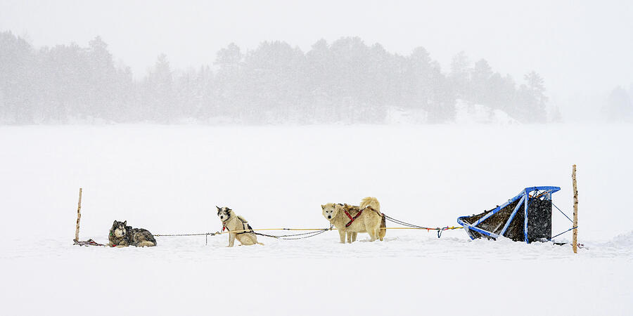 Dog Sled Team - Ely MN Photograph by Donald Tredinnick Dog Sled Team - Ely MN Photograph by Donald Tredinnick