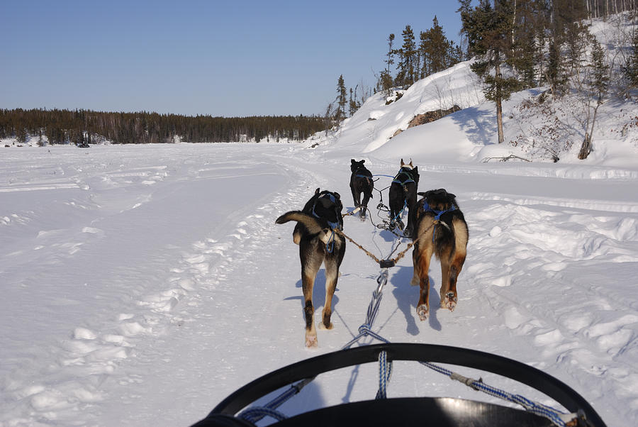 Dog sledding in the Arctic. Photograph by RyersonClark