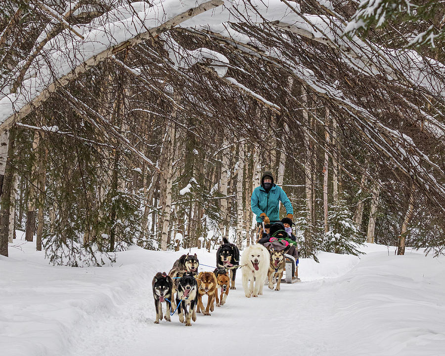 Dog Sledding the Back Country Photograph by Lois Lake