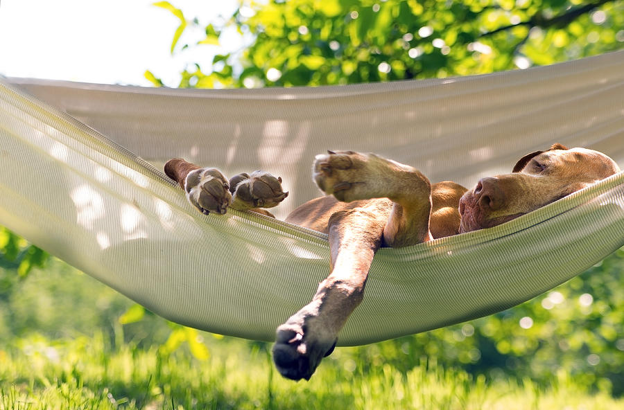 Dog sleep in the hammock Photograph by Eddiedean