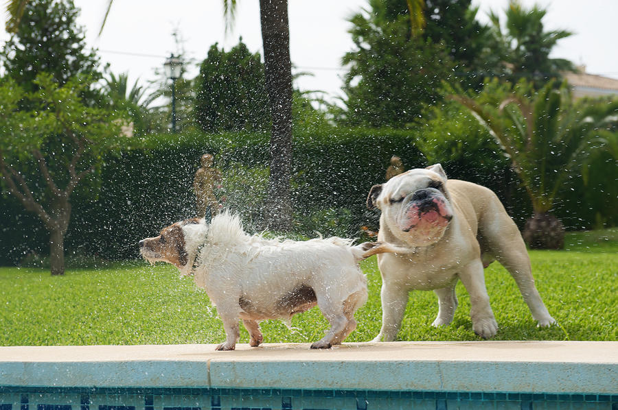 Dog splashing a bulldog by the pool Photograph by Cultura RM Exclusive/Benedicte Vanderreydt