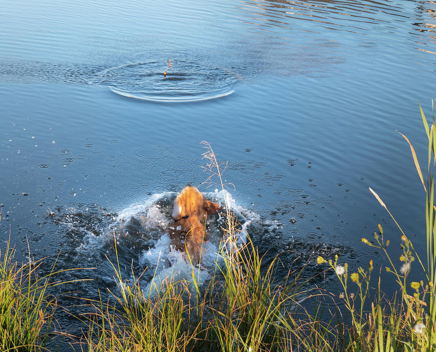 Fall Photograph - Dog Splashing Into Water To Fetch by Phil And Karen Rispin
