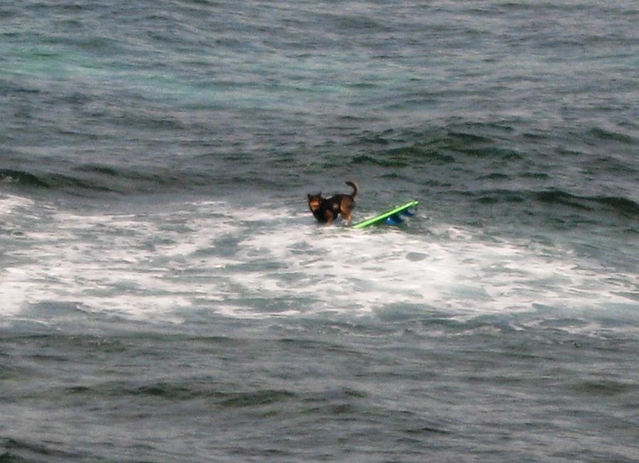 Dog Surfing in Maui on Hawaii  Photograph by Catherine Ludwig Donleycott