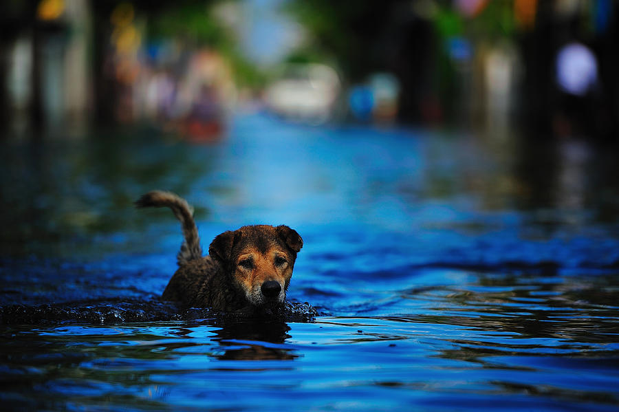 Dog swimming in flood Photograph by Peerakit JIrachetthakun