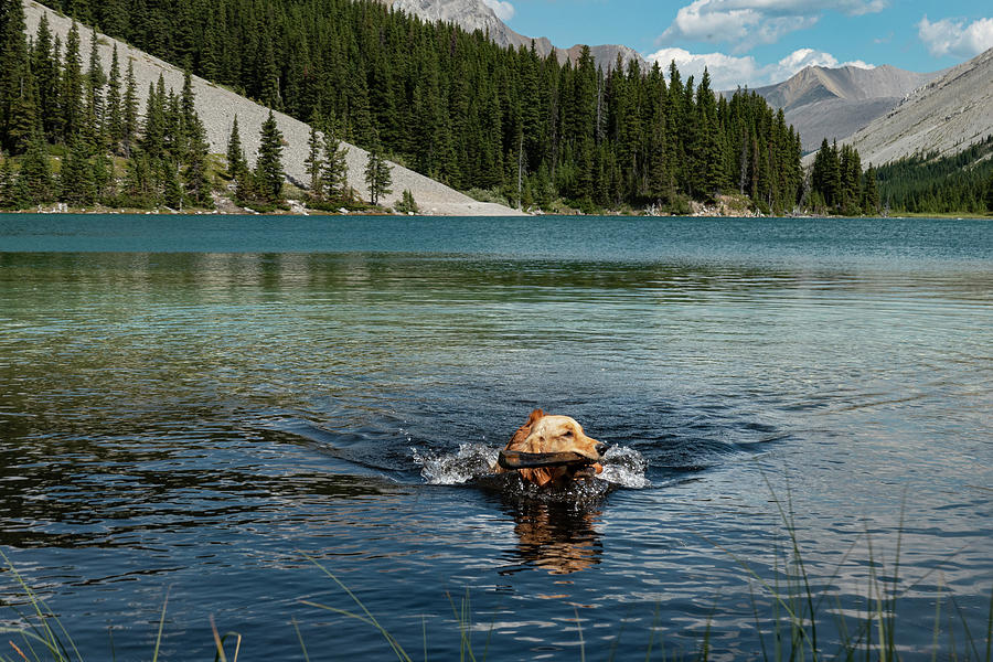 Mountain Photograph - Dog Swimming by Phil And Karen Rispin