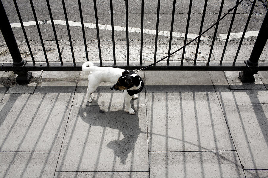 Dog tied to gate Photograph by STasker