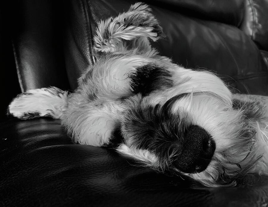 Dog Tired Photograph