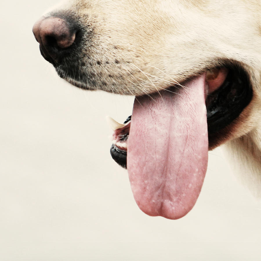 Dog tongue Photograph by Fernando Trabanco Fotografía