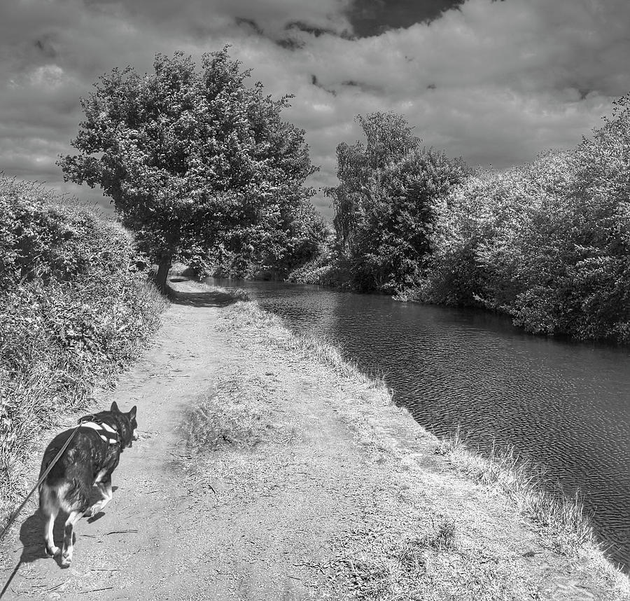 Dog Trail Edit Photograph