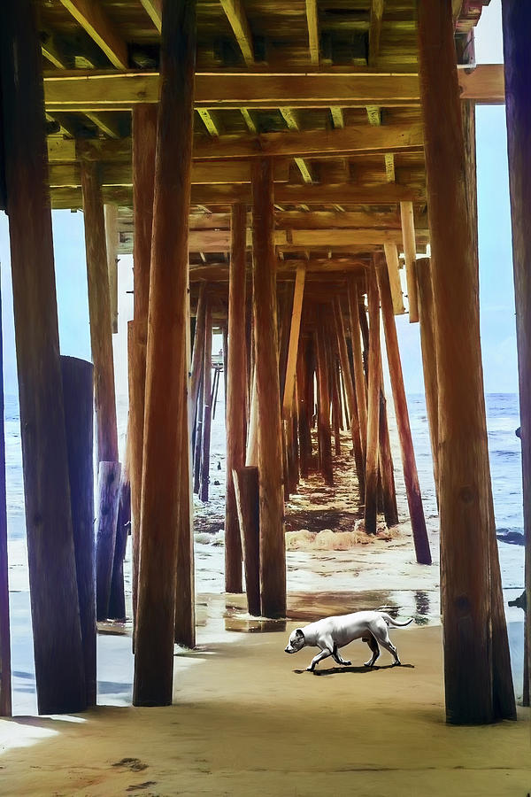 Unique Photograph - Dog Under an Outer Banks Pier 810 by Dan Carmichael