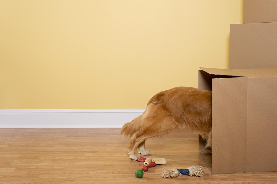 Dog Unpacking toys and bones from moving boxes in home Photograph by Cmannphoto
