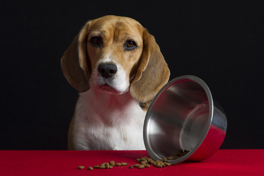 Dog Vanitas - Dog Bowl Turned Over Photograph by Ian Gwinn
