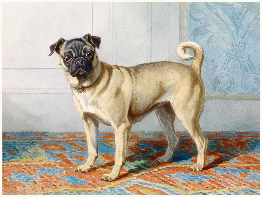 Dog Photograph - Dog Vintage Painting Old by Les Classics