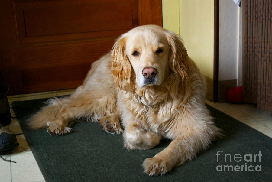 Dog Waiting at the Door Photograph by Frank J Casella