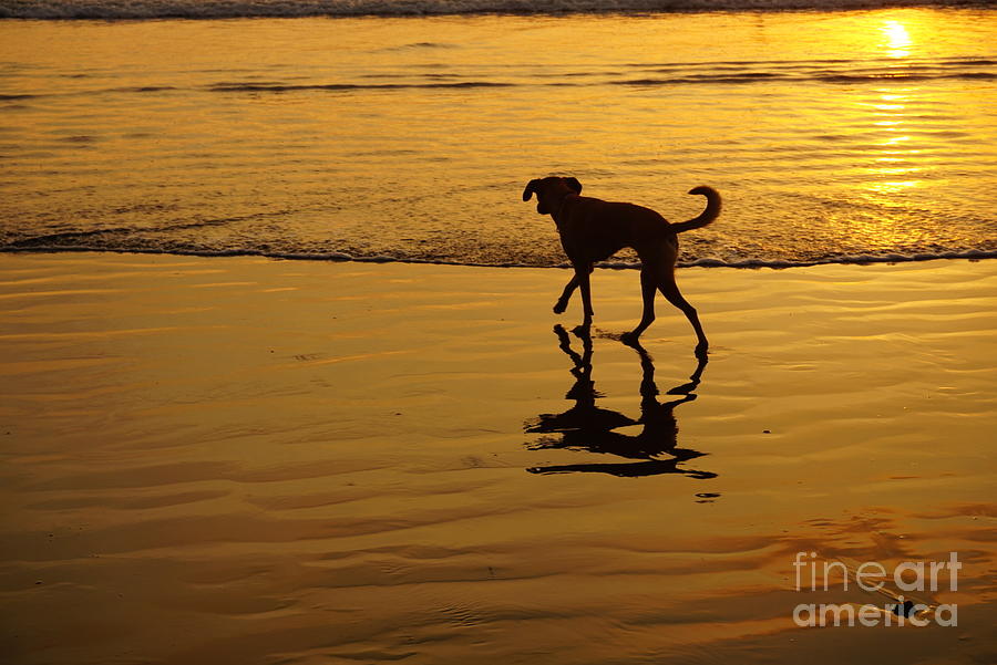 Dog walking on a beach reflection  Photograph by Natalia Wallwork