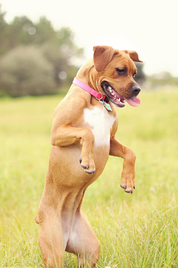 Dog walking on two legs like human Photograph by Hillary Kladke