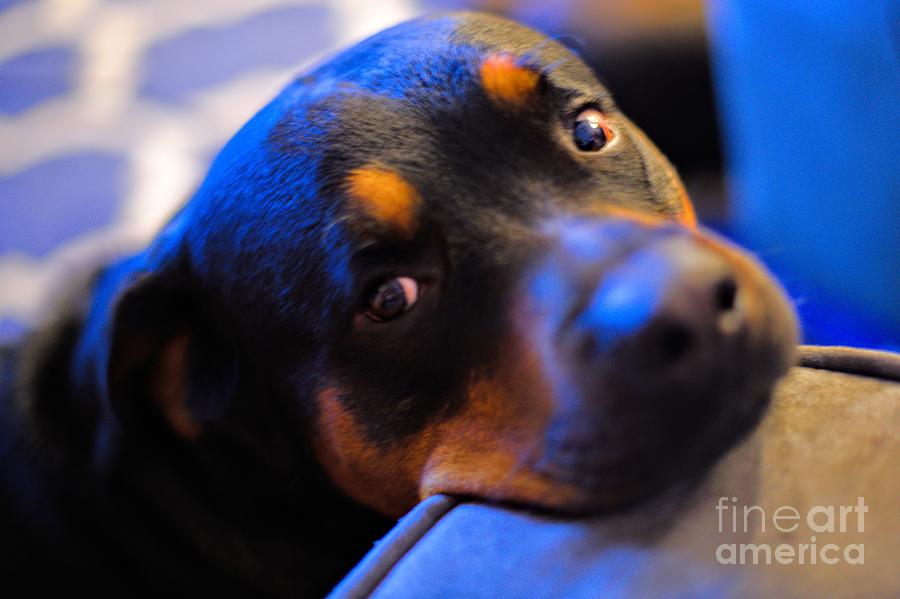 Dog wanting attention Photograph by Michael Oliver Fine Art America