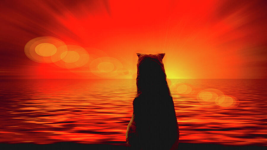Dog Watching the Sunset at Sea  Digital Art by Shelli Fitzpatrick