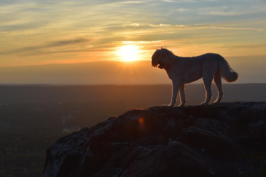 Dog Watching the Sunset Photograph by Nina Kindred