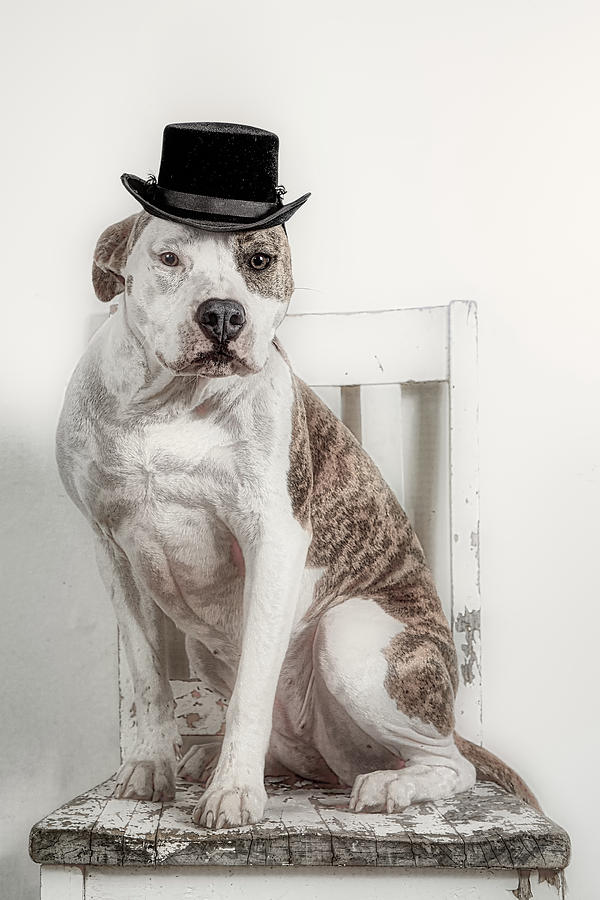 Dog Wearing A Black Top Hat Photograph