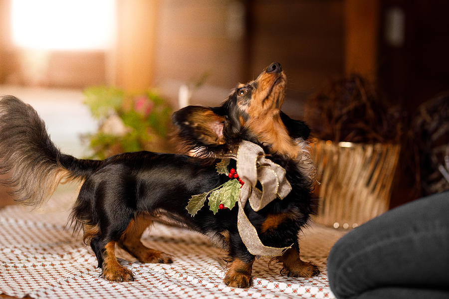Dog wearing a Christmas bow Photograph by Capuski