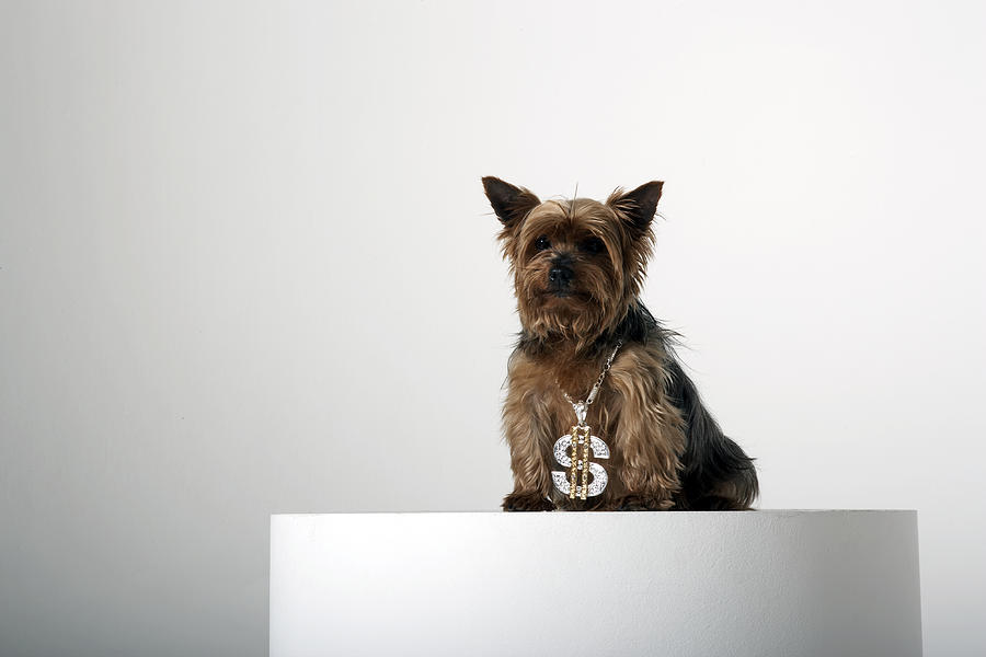 Dog wearing a fancy dollar sign necklace Photograph by Compassionate Eye Foundation/Martin Barraud/OJO Images Ltd