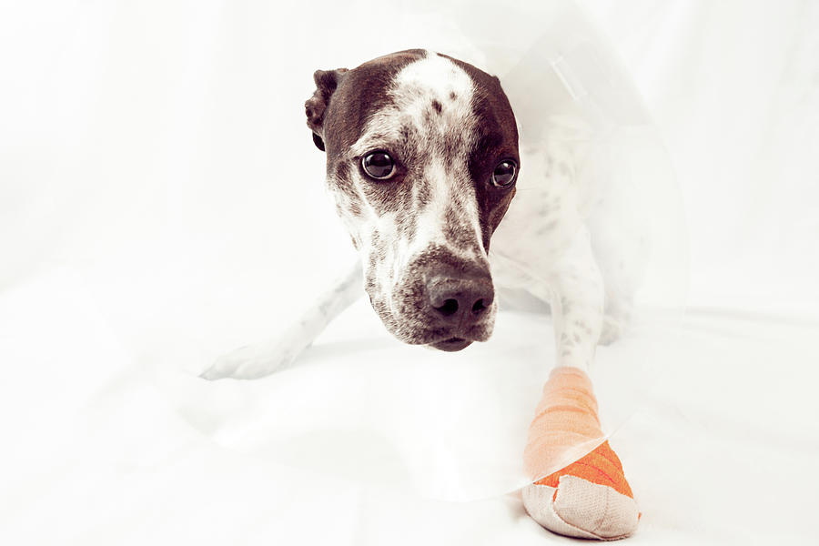 Abbey Wearing E Collar and Orange Bandage Photograph by Jeanette Fellows