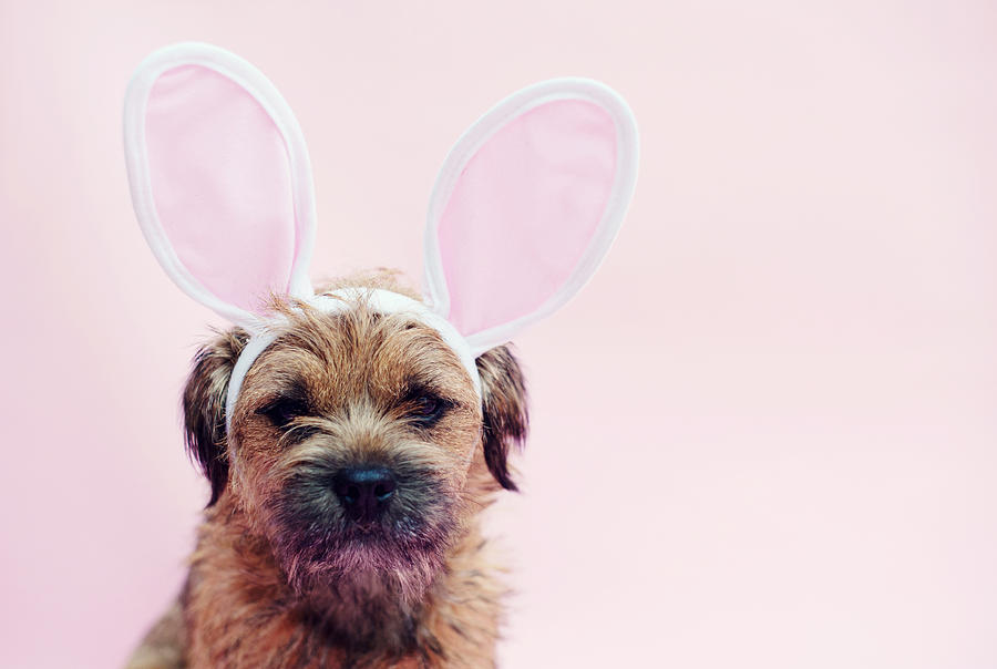 Dog wearing Easter Bunny ears Photograph by Images by Christina Kilgour