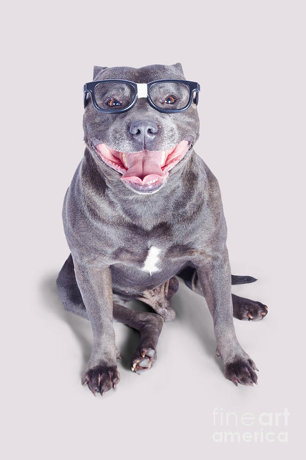 Dog wearing nerd glasses Photograph by Jorgo Photography