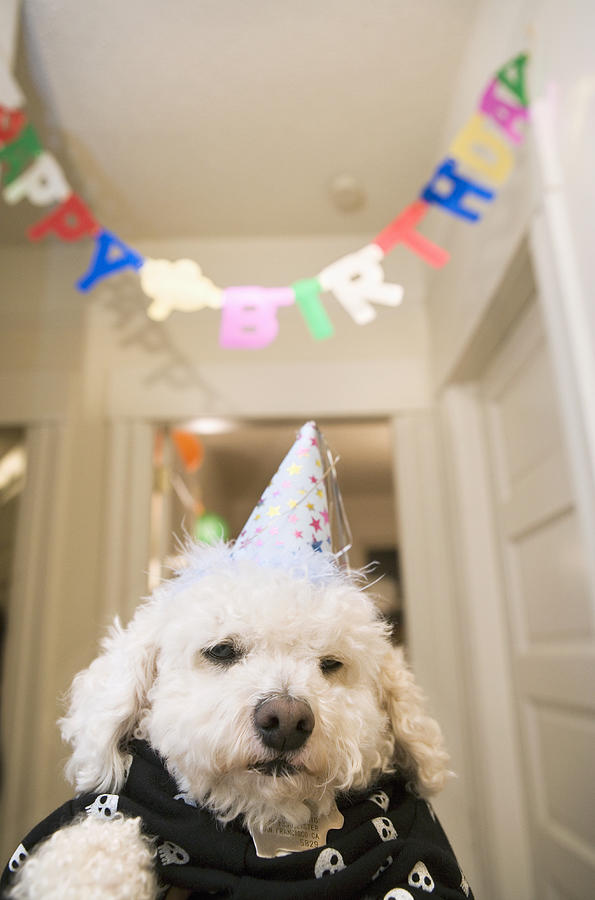 Dog wearing party hat, Happy Birthday banner in background Photograph by Frank Gaglione