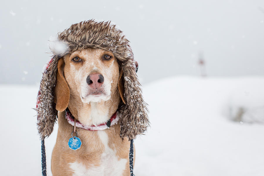 Dog wears a winter hat Photograph by Tudor Costache
