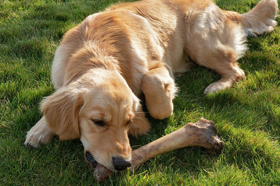 Dog Photograph -  Dog With A Bone by Phil And Karen Rispin