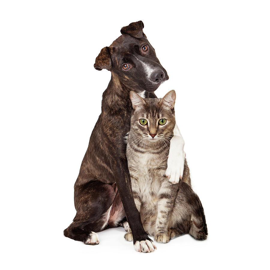 Dog With Arm Around Cat Photograph by Good Focused
