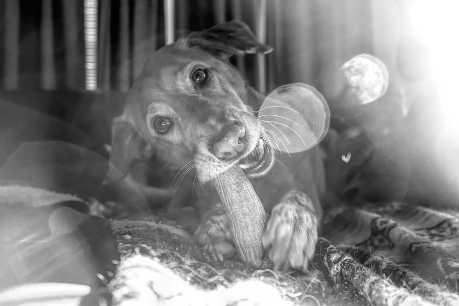 Dog with Bone Photograph by Sharon Popek