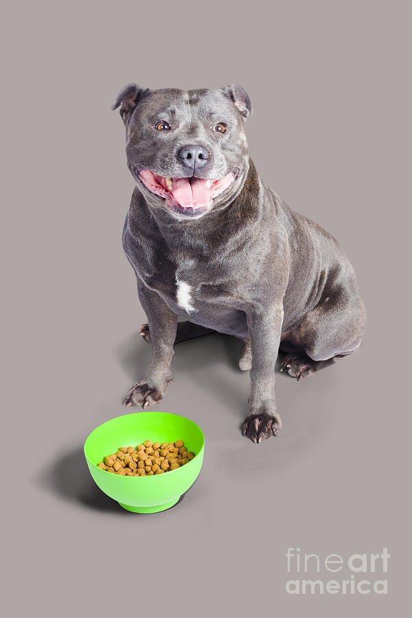 Dog with bowl of food Photograph by Jorgo Photography