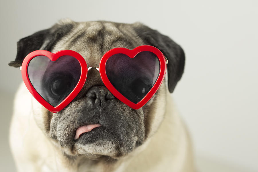 Dog with glasses of red heart Photograph by Fernando Trabanco Fotografía