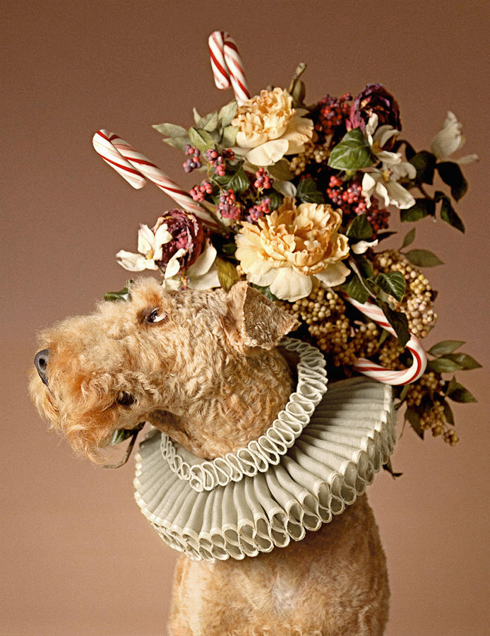 Dog with headpiece Photograph by Gary Garnick Studio