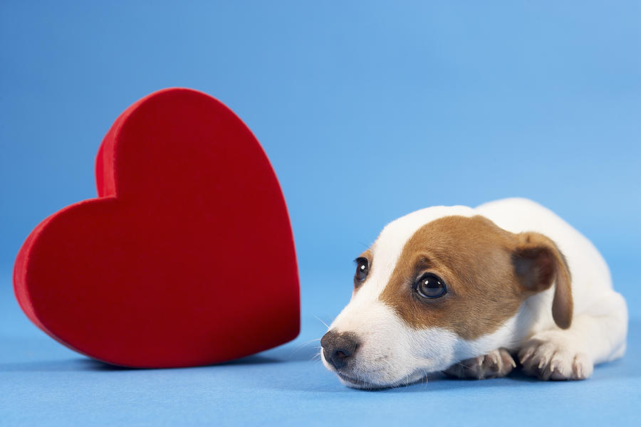 Dog with heart Photograph by BananaStock