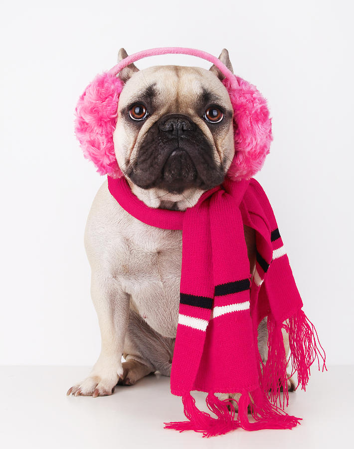 Dog With Pink Earmuffs And Scarf Photograph by Retales Botijero