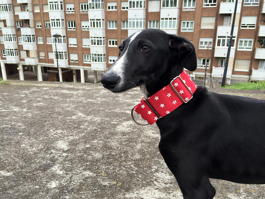Dog with red collar Photograph by Fernando Trabanco Fotografía
