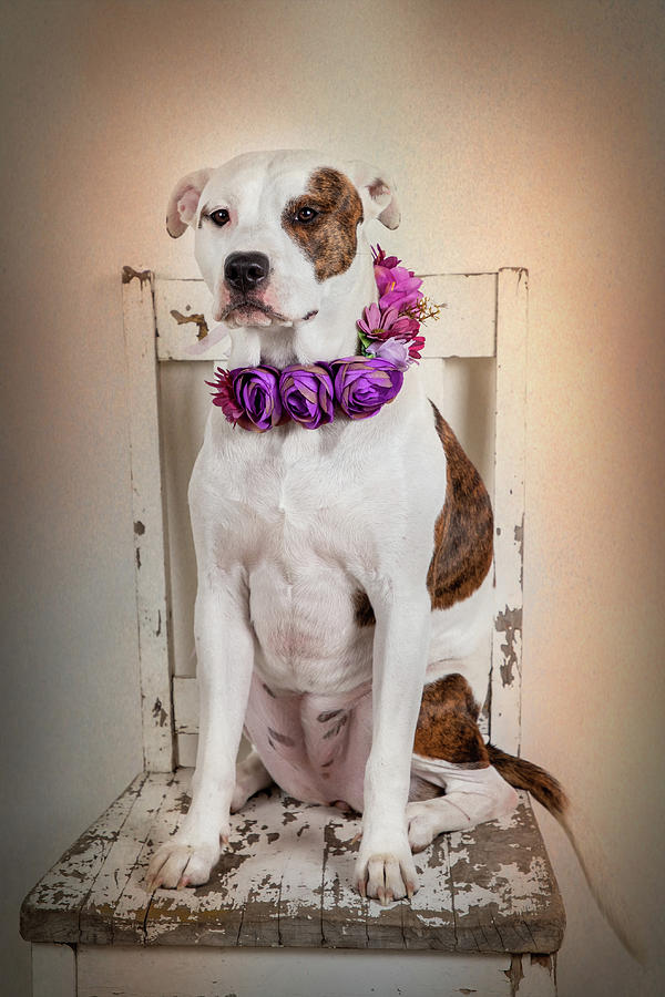 Dog With Rose Bouquet Collar 2 Photograph by Cindy Shebley Dog With Rose Bouquet Collar 2 Photograph by Cindy Shebley