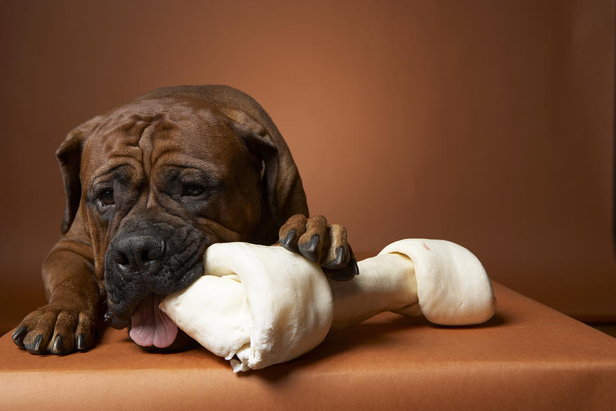 Dog with rubber bone Photograph by Chris Amaral