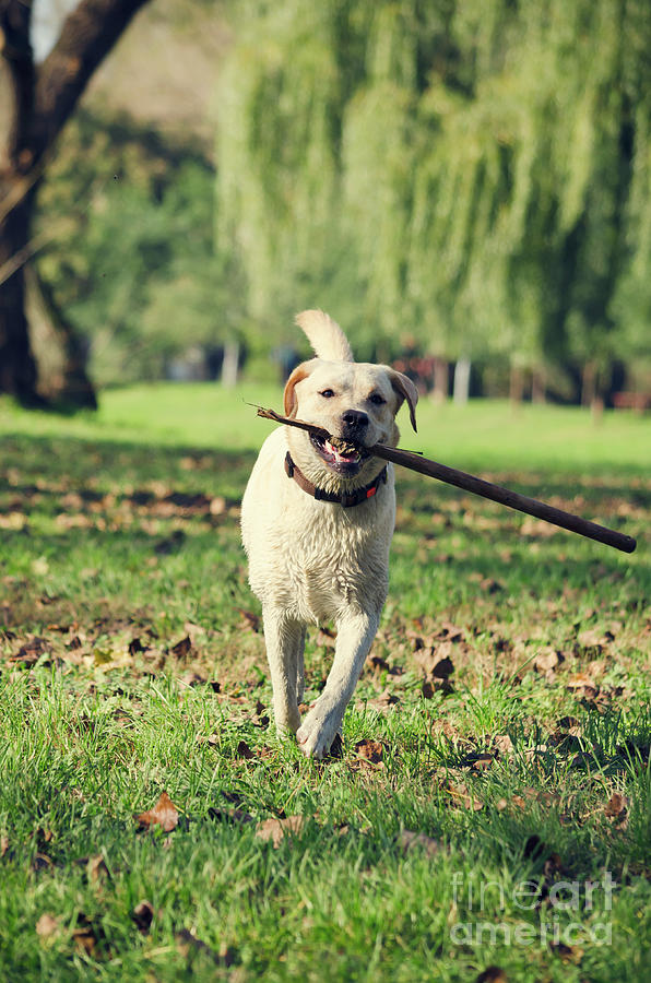 Dog with stick Photograph by Jelena Jovanovic