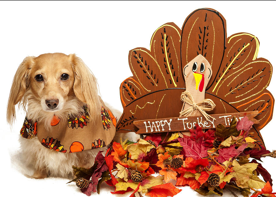 Dog with Thanksgiving turkey decoration Photograph by Elizabeth W. Kearley